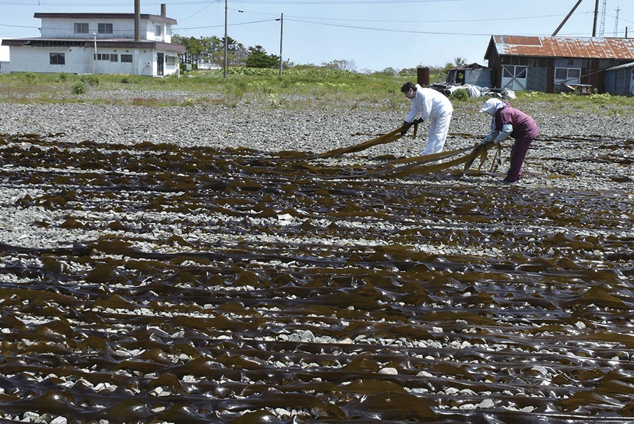 09-5-根室の昆布漁(提供_根室市教育委員会)-min